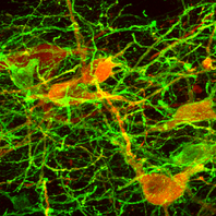 Behavioural Neuroscience Lund University Andreas Heuer BNL optogenetics chen-genetics dopamine transplant